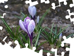 Spring, crocuses