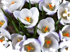 White, crocuses