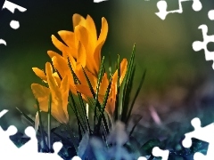 Yellow, crocuses