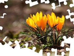 Yellow, crocuses