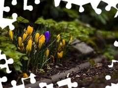 crocuses