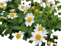 White, Dalie Cultivars