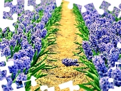 Hyacinths, cultivation
