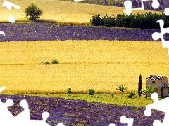 cultivation, Field, lavender