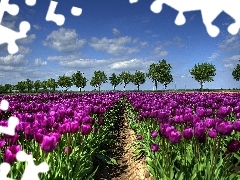 cultivation, Purple, Tulips