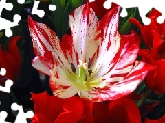 red, tulip, cup, White
