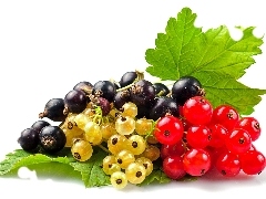 currant, different, Species