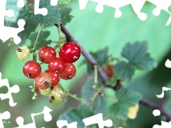 Red, currants