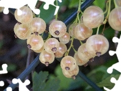 White, currants