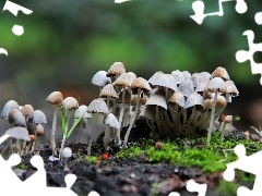 Cuttings, mushroom, hats