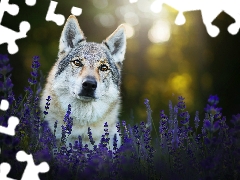 lavender, dog, Czechoslovakian Wolfdog