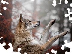 Czechoslovakian Wolfdog, dog, muzzle, paws, Bush, leaves, trees, viewes, forest