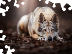 lying, Czechoslovakian Wolfdog, forest, dog