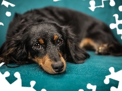 Black, dog, green ones, background, tan, long-haired Dachshund