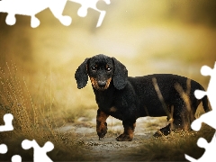 grass, dog, Dachshund Shorthair