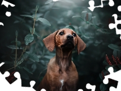 dog, Dachshund Shorthair, Plants, Brown