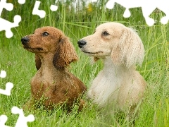 grass, Two cars, dachshunds