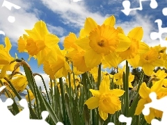 Daffodils