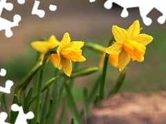 Daffodils