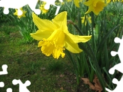 Daffodils