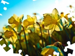 Daffodils