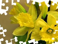 Daffodils, Yellow, Flowers