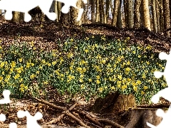 forest, Daffodils