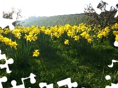 Daffodils, Spring, Meadow