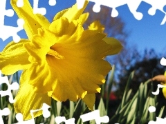 Sky, Daffodils