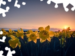 Daffodils, west, sun