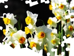 White, Daffodils