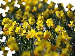 Yellow, Daffodils