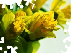 Yellow, Daffodils
