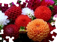 color, dahlias