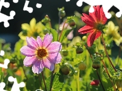 color, dahlias