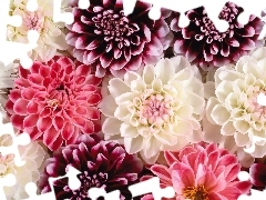 dahlias, Flowers, color