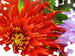 color, dahlias