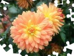 developed, dahlias