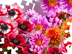 Flowers, Anemones, graphics, dahlias