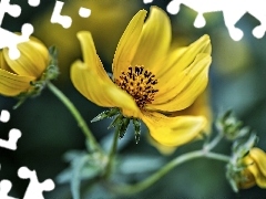 dahlias, Yellow, Flowers