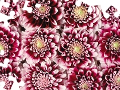 Flowers, dahlias