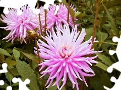 Pink, dahlias