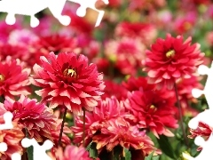 Red, dahlias