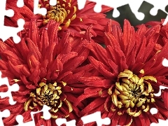 Red, dahlias