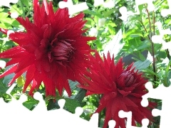 Red, dahlias