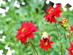 Red, dahlias