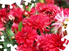 Red, dahlias