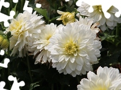 White, dahlias