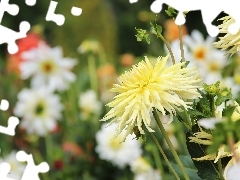 Yellow, dahlias