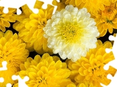 Yellow, dahlias